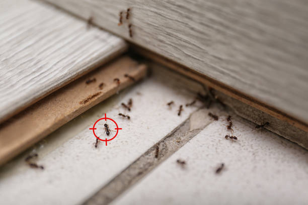Best Commercial Pest Control Services  in Hillandale, MD