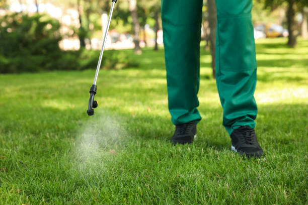 Best Ant Control Services  in Hillandale, MD