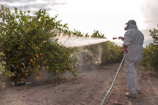Best Best Pest Control Companies  in Hillandale, MD