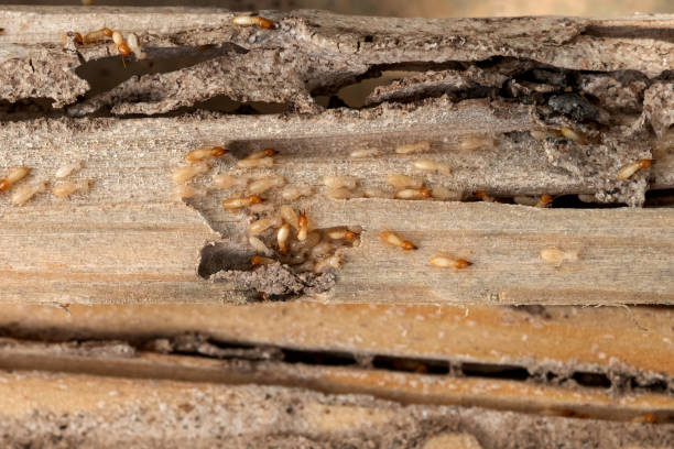 Trusted Hillandale, MD Pest Control Experts