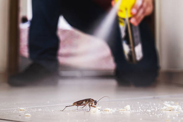 Best Termite Control Services  in Hillandale, MD