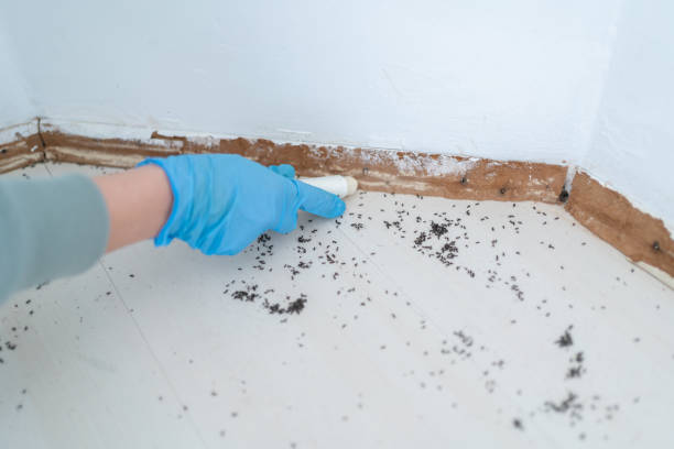 Insect Control in Hillandale, MD